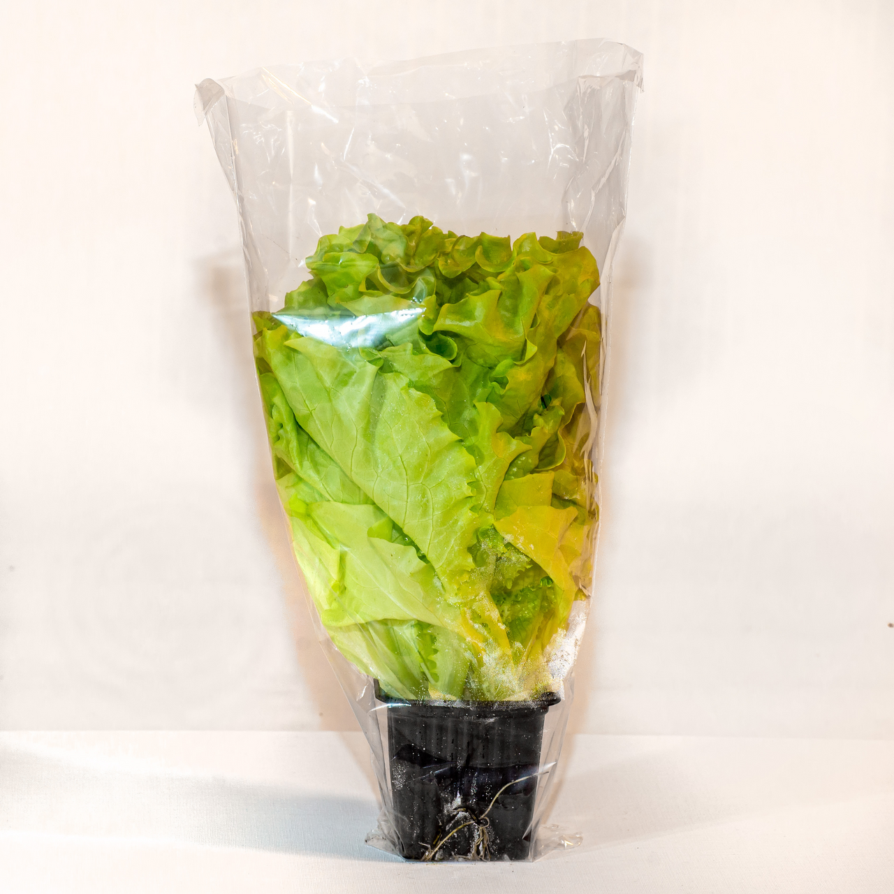 Салат Зелёная республика Листовой, 75г