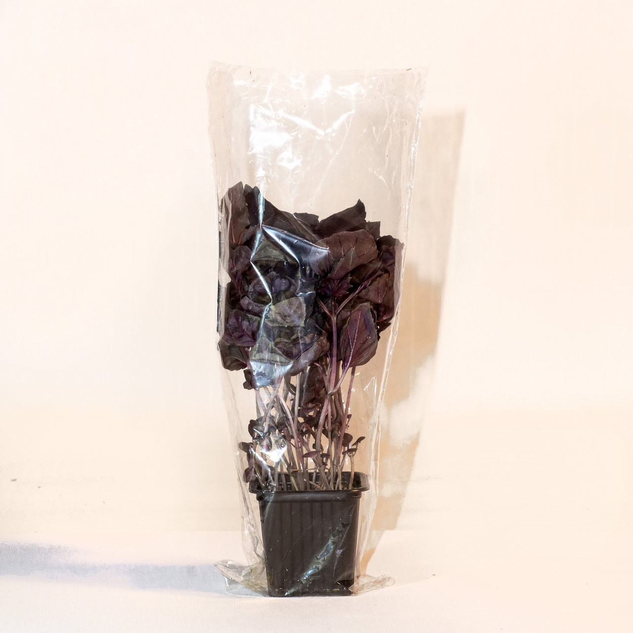 Базилик Зелёная республика красный