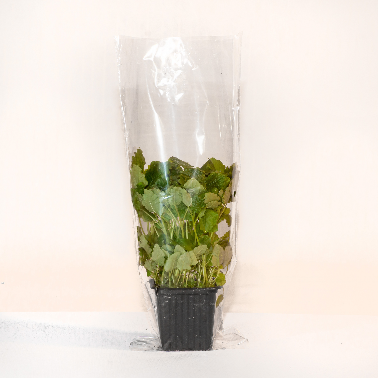 Мелисса Зелёная республика в горшочке