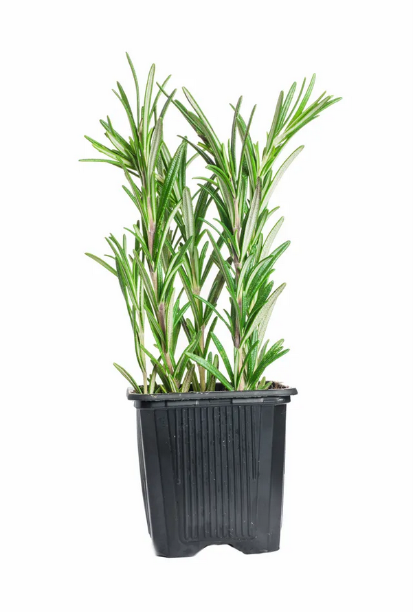 Розмарин Зелёная республика в горшочке