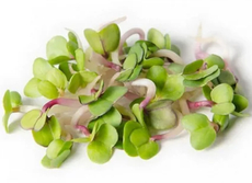 Микрозелень редис и дайкон, 100г