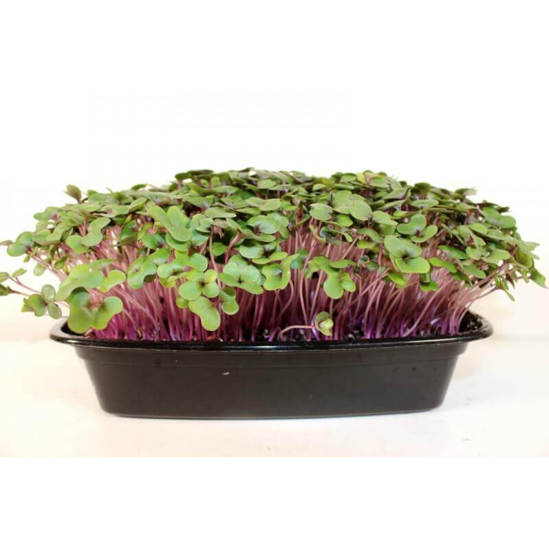 Микрозелень Капуста красная, 100г