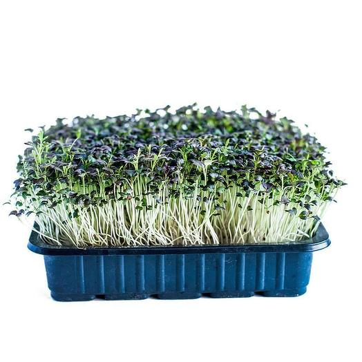 Микрозелень Мизуна, 100г