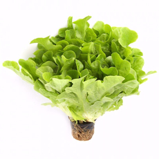 Салат Зелёная республика Дуболистный, 100г