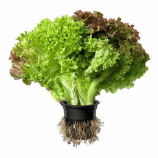 Салат Дуэт в горшке, 80г