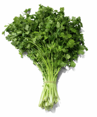 Кинза свежая