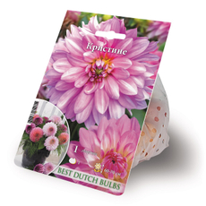 Саженцы для выращивания георгинов Кристине, 150г