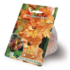 Саженцы для выращивания гладиолусов Янтарный берег гофрированные, 150г