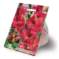 Семена для выращивания гладиолусов Вивальди гофрированные, 150г