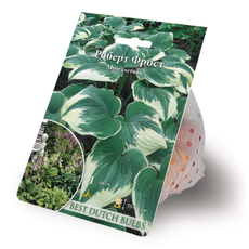 Саженцы для выращивания хосты Роберт Фрост, 150г