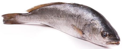 Мэгр серебряный, ~1-2кг