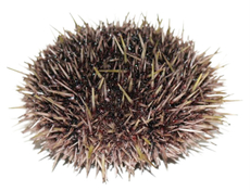 Ёж морской живой