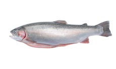 Форель радужная потрошеная с головой охлажденная, ~2.5кг