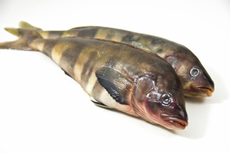 Терпуг неразделанный охлажденный, ~1.5кг