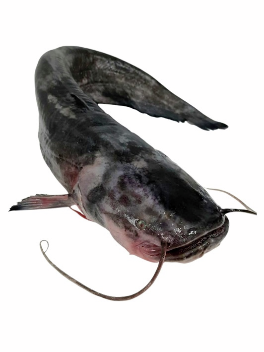 Сом потрошеный