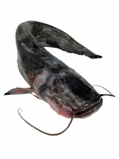 Сом потрошеный