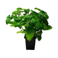 Мелисса, 70г