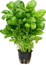 Базилик зеленый в горшочке