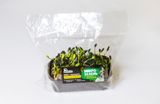 Микрозелень Гурман Green подсолнечник растущий, 100г