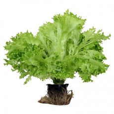 Салат Экзакт в горшочке, 170г