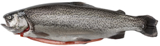 Форель Горная Остров потрошеная с головой охлажденная, ~1.5кг