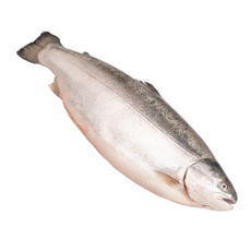 Форель морская мурманская ORD, ~1-2кг