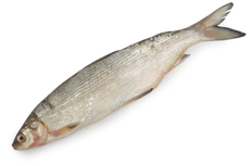 Сиг неочищенный потрошеный охлажденный