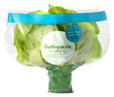 Салат Латук маслянистый зеленый в горшочке