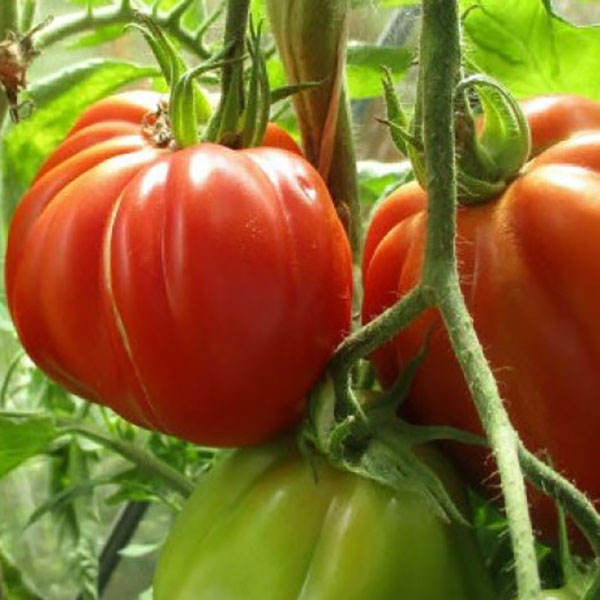 Томаты пузата хата описание отзывы фото Сорта томатов для теплиц Lifestyle Селдон Новости