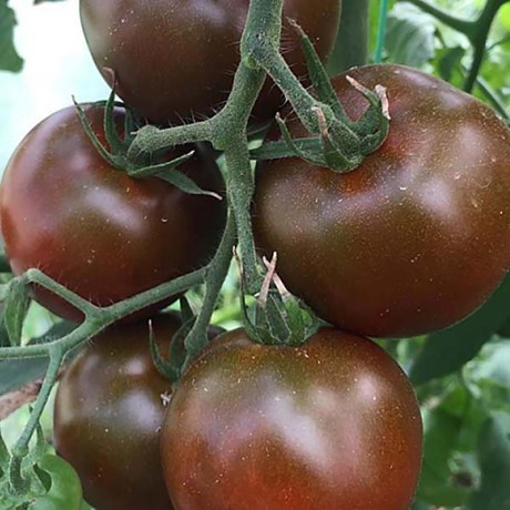 Томаты Русский огород 300144 - купить по выгодным ценам в интернет-магазине OZON