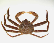 Краб Опилио живой