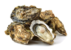 Устрица императорская