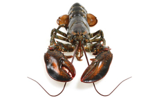 Омар живой, ~500-700г