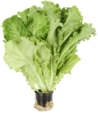 Салат Афицион в горшочке, 100г