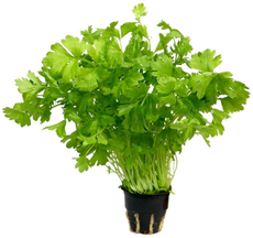 Петрушка в горшочке