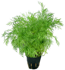 Укроп в горшочке