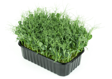 Микрозелень гороха, 150г