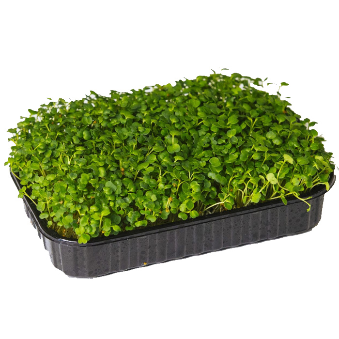 Микрозелень Ifermer Рукола, 50г