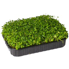 Микрозелень Ifermer Рукола, 50г