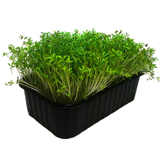 Микрозелень Ifermer Кресс-Салат, 50г