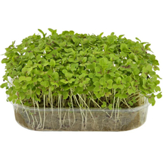 Микрозелень Ifermer горчица, 50г