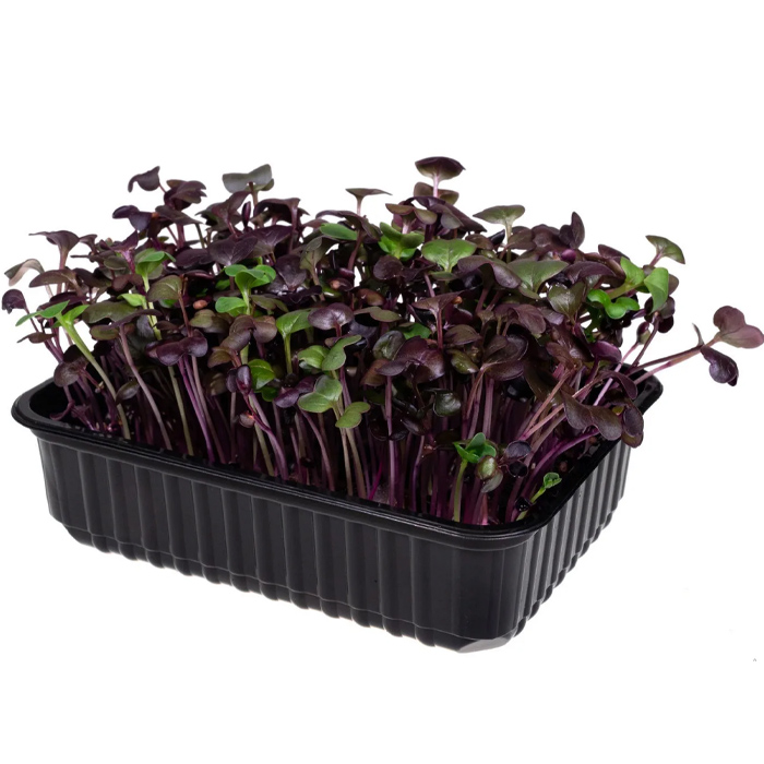 Микрозелень Ifermer редис санго, 50г