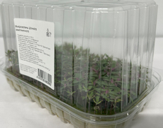 Микрозелень шпината земляничного, 15г