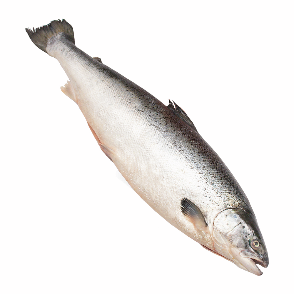 Изображение товара Мурманский охлажденный лосось Inarctica ORD 4-5 кг свежий