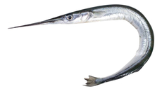 Сарган неразделанный охлажденный, ~50г