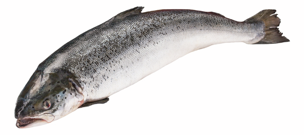 Изображение товара Мороженый лосось Мурманск Inarctica ORD охлажденный 3-4 кг