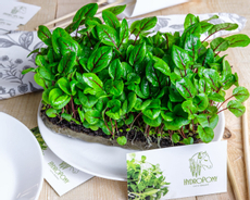 Микрозелень Щавель Красно-жильный, 230г