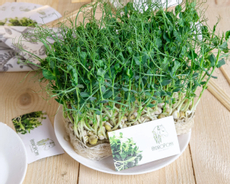 Микрозелень Горошек, 300г