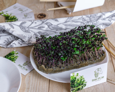 Микрозелень Базилик фиолетовый, 200г