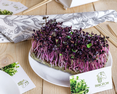 Микрозелень Редис Санго, 250г